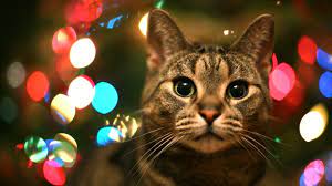 Tabby Cat In Christmas Lights Christmas Cats Cat Wallpaper Kitten Wallpaper