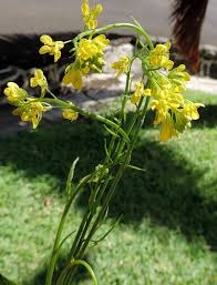 Image result for Brassica rapa