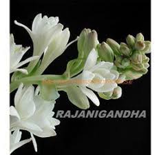 Schau dir unsere auswahl an rajnigandha flower an, um die tollsten einzigartigen oder spezialgefertigten, handgemachten stücke aus unseren shops zu finden. Rajnigandha Flower At Rs 10 Piece Tuberose Id 15609489712