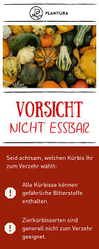 Vorsicht Nicht Essbar Bei Kurbissen Muss Man Gut Aufpassen Denn Nicht Alle Sorten Sind Zum Verzehr Geeignet Einig Rezepte Mit Obst Kurbisse Giftige Pflanzen