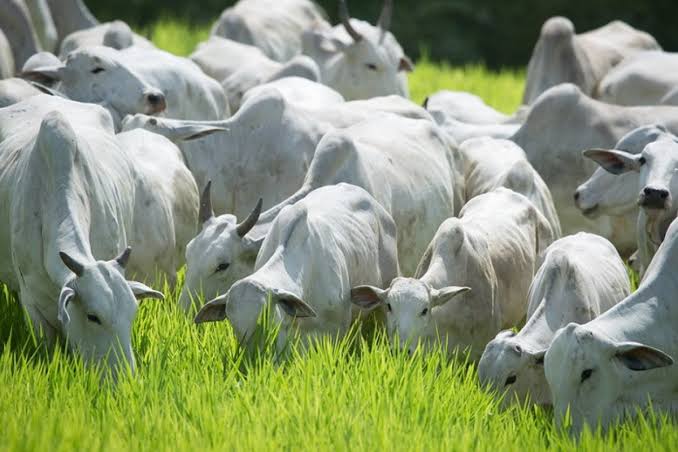 MT perde 1,2 milh&atilde;o de bovinos em um ano, mas mant&eacute;m maior rebanho do pa&iacute;s