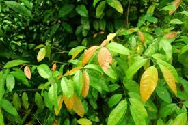 Maybe you would like to learn more about one of these? Daun Melinjo Kaya Manfaat Anti Aging Hingga Meredakan Diare