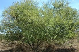 Image result for Acacia brevispica