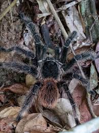 Image result for Pteronia acuminata