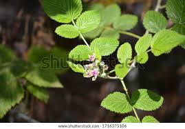 Image result for Holubia saccata