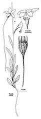 Image result for Wahlenbergia huttonii