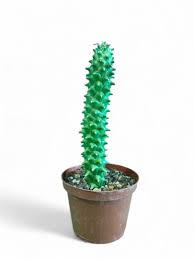 Image result for Monadenium