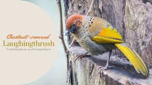 Image result for Erythrocephalum