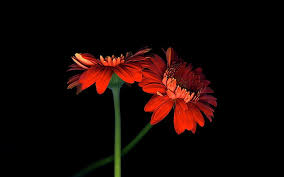 Ebay.com has been visited by 1m+ users in the past month Hd Wallpaper Two Orange Gerbera Flowers Black Background Wallpaper Flare
