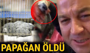 Bahtiyar isminin anlamı, dört farklı şekilde tanımlanmıştır. Murat Ozdemir In Iskence Ettigi Bahtiyar Isimli Papagan Oldu