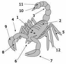 Scorpions Life Cycle Reproduction Study Com