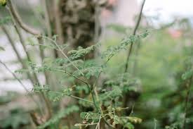 Image result for Moringaceae