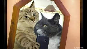 Kucing lucu | video kucing. Kucing Bergerak Wallpapers Free Kucing Bergerak Wallpaper Download Wallpapertip