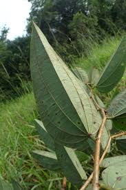 Image result for Bauhinia burrowsii