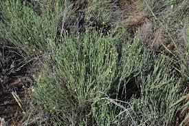 Image result for Nolletia zambesica