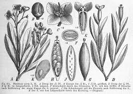Image result for Montiniaceae
