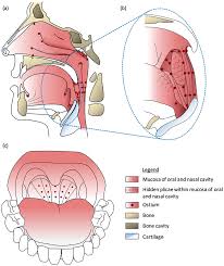 Image result for tonsilla palatina