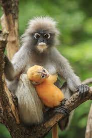 Dusky Leaf Monkey Photo By Suriya Silsaksom National Geographic Your Shot Cute Animals Cute Baby Animals Animals