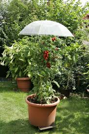Regenschirm Uber Tomatenpflanze Garten Dekoration 2019 Vegetable Garden Design Small Gardens Plants