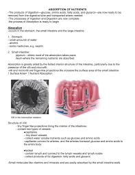 The intestines are located inferior to the stomach in the abdominal body cavity. Digestion Part 2 Absorption