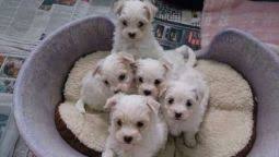 Finding the right lowchen puppy can be dog gone hard work. Lowchen Breeders Links And Breed Information On Pups4sale Com Au