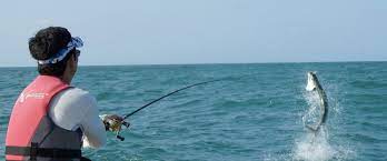 You probably have watch countless fishing. How To Catch Snook Tips For Fishing For Snook