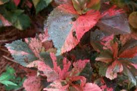 Image result for Acalypha ambigua