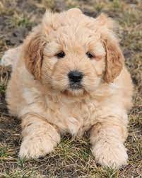 Print coloring pages online or download for free. 3 Types Of Mini Goldendoodles Colors Sizes And Coats Explained