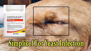 Contact your veterinarian if you think your pet has any medical problems or side effects while taking cefpodoxime proxetil. Simplicef For Dogs Yeast Infection Treatment At Home