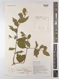 Image result for Meiostemon tetrandrus