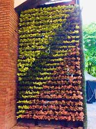 Vertical Garden Services Hyderabad Wall Garden Design Treemendous In 2020 Vertical Garden Design Vertical Garden Garden Services