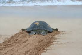 The oldest recorded turtle is harriet the turtle, who died at 175 years old in 2006. Green Turtle Facts Pictures More About Green Turtle