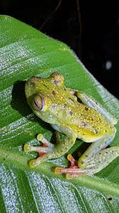 Image result for Hypoxis subspicata