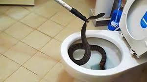 Cara mencegah ular kobra masuk rumah 1. Mencegah Ular Masuk Rumah Dengan Cara Ini Harapan Rakyat Online