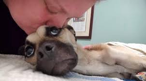 Feeding a dog / male and female caucasian puppies for sale. Save These Dying Dogs Home Facebook