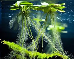 Frogbit Limnobium Laevigatum One Of Nature S Most Elegant Floating Plants Fish Plants Floating Plants Live Aquarium Plants