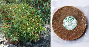 Baja ini bertujuan untuk meningkatkan kesuburan tanah & pokok cili. Resepi Baja Belacan Tingkatkan Hasil Cili Padi Impiana