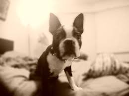 Boston Terrier Watching The End Of Titanic Ramon Boston Terrier Terrier Animals