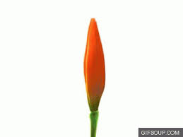 Pinkruby flowers gif nature gif flower art painting. Bloom Gif Find On Gifer