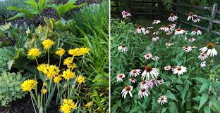 Likewise, when you are busy raising children, caring for elderly parents, etc., you may not always get around to watering as much as you should. Deer Resistant Native Plants For The Northeast By Ruth Rogers Clausen And Gregory D Tepper Womanswork Com