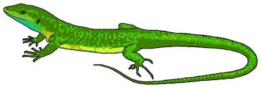 Lizard Chameleons Reptile Common Iguanas PNG, Clipart, Amphibian, Animal  Figure, Chameleons, Clip Art, Common Free PNG