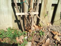 Check spelling or type a new query. Cleaning Up After Clematis Wilt Pruningdiaries