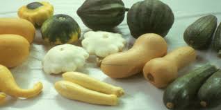 Image result for Cucurbitaceae