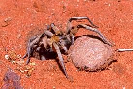 The trapdoor spider makes several appearances in the david arquette film eight legged freaks. Native Species Spotlight The California Trapdoor Spider Suburban Adventuress