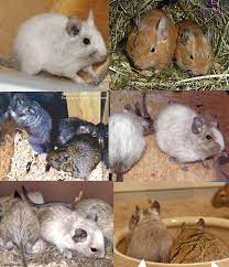 Pin By Dawn Marley On Caviomorpha Degu Degus Hamster Care