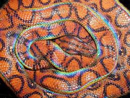 How To Care For Your Brazilian Rainbow Boa - Allan'S Pet Center