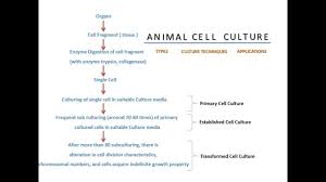 Why animal cell culture is important. Animal Cell Culture Youtube