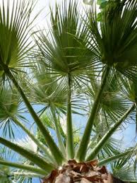 All Types Of Palm Trees