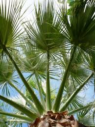 All Types Of Palm Trees