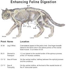 Enhancing Feline Digestion With Acupressure Animal Massage